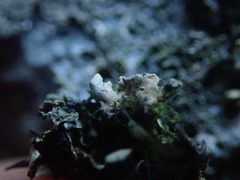 Pseudocyphellaria neglecta