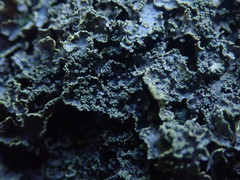 Pseudocyphellaria neglecta