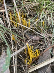Clavulinopsis amoena