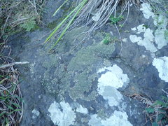 Pseudocyphellaria neglecta