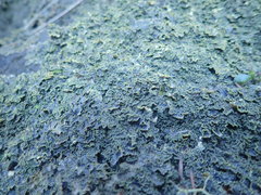 Pseudocyphellaria neglecta