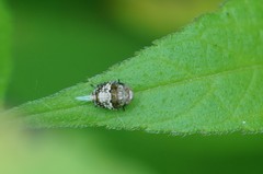 Dentatissus damnosus