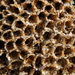 Phragmatopoma californica - Photo (c) kqedquest,  זכויות יוצרים חלקיות (CC BY-NC)