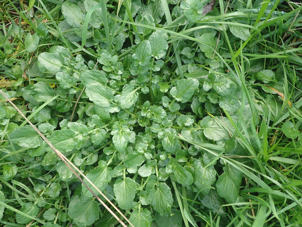 bitter wintercress from Oue 0473, New Zealand on June 25, 2020 at 0459
