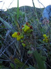 Calceolaria integrifolia