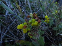 Calceolaria integrifolia