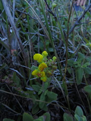 Calceolaria integrifolia