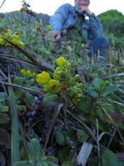 Calceolaria integrifolia