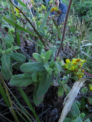 Calceolaria integrifolia