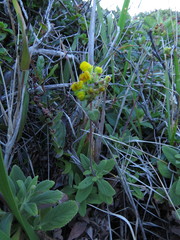 Calceolaria integrifolia