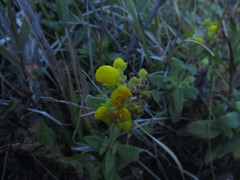Calceolaria integrifolia
