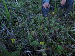Calceolaria integrifolia