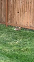 Sylvilagus floridanus