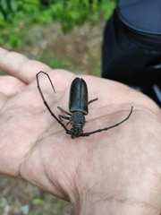 Nadezhdiella cantori