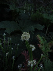 Baccharis sagittalis