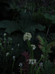 Baccharis sagittalis