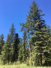 Picea glauca densata