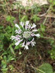 Marshallia trinervia