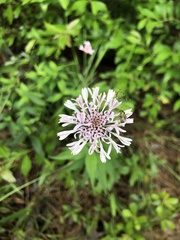 Marshallia trinervia