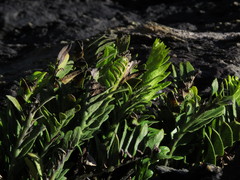 Asplenium obtusatum sphenoides
