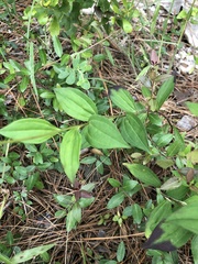 Marshallia trinervia