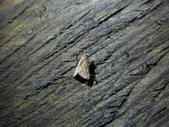 Schreckensteinioidea