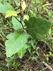 Crataegus pulcherrima
