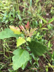 Crataegus pulcherrima