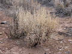 Atriplex stipitata