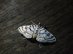 Conchylodes ovulalis