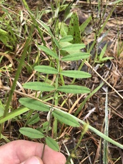 Tephrosia florida