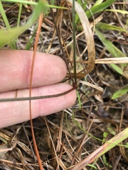 Tephrosia florida