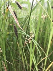Juncus arcticus