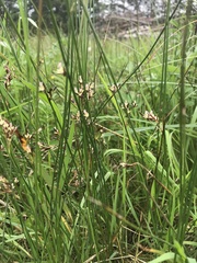 Juncus arcticus