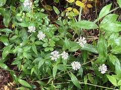 Marshallia trinervia