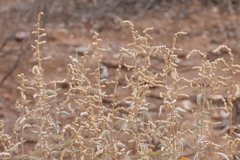 Atriplex stipitata