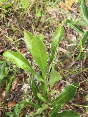 Geobalanus oblongifolius