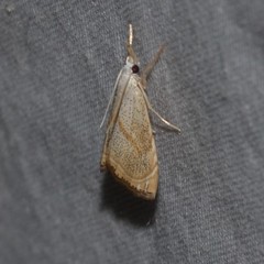 Haimbachia placidellus