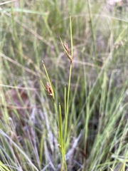 Scleria ciliata