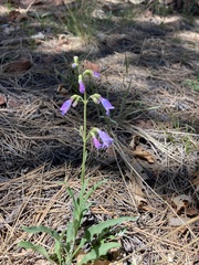 Penstemon oliganthus