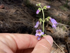 Penstemon oliganthus