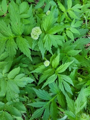 Hydrophyllum fendleri