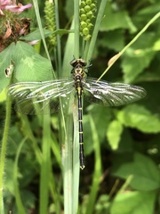 Stylogomphus sigmastylus