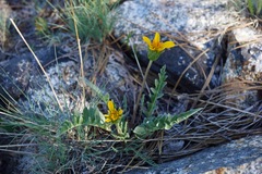 Balsamorhiza sericea