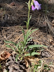 Penstemon oliganthus