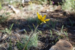 Balsamorhiza sericea