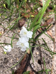 Stylisma pickeringii pickeringii