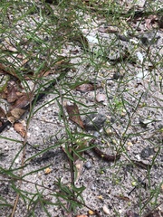 Stylisma pickeringii pickeringii