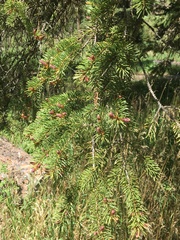 Picea glauca densata