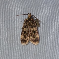 Martyringa latipennis